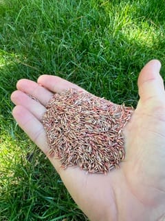 Healthy new fescue seedlings on a freshly aerated and overseeded Richmond VA lawn
