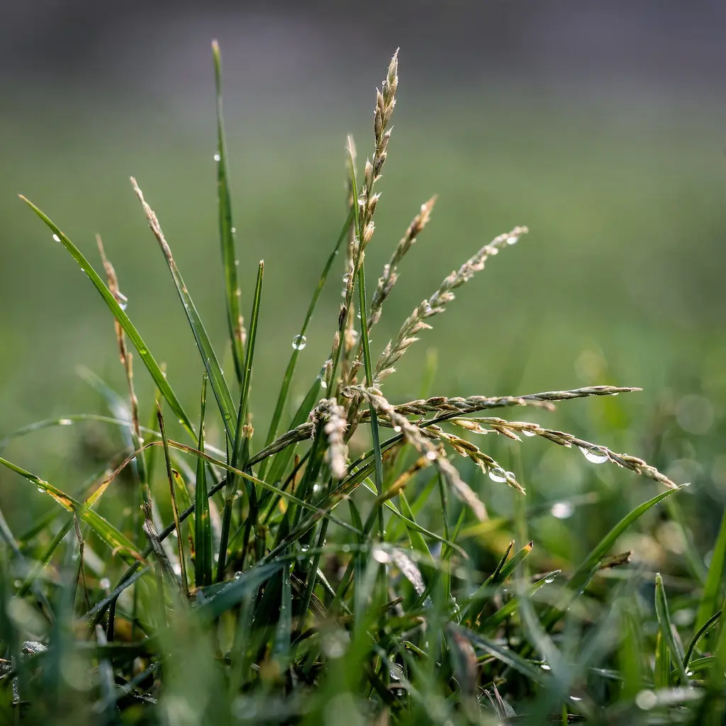 Close-up of Poa annua and Poa trivialis blending into a fescue lawn in Richmond VA
