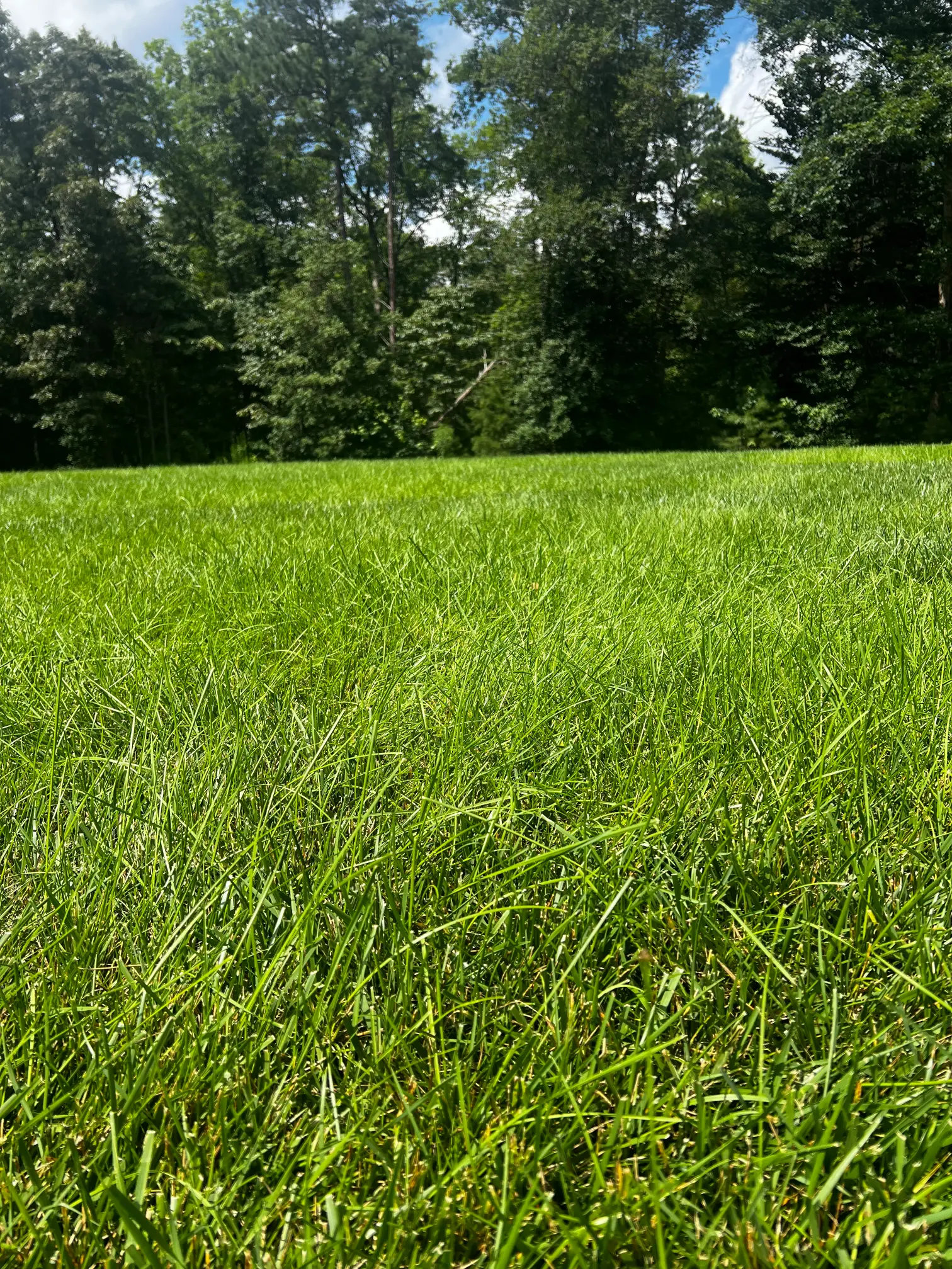 Shaded fescue lawn near woods — moss-prone setting where Greener Creations applies its moss suppression program in Richmond VA