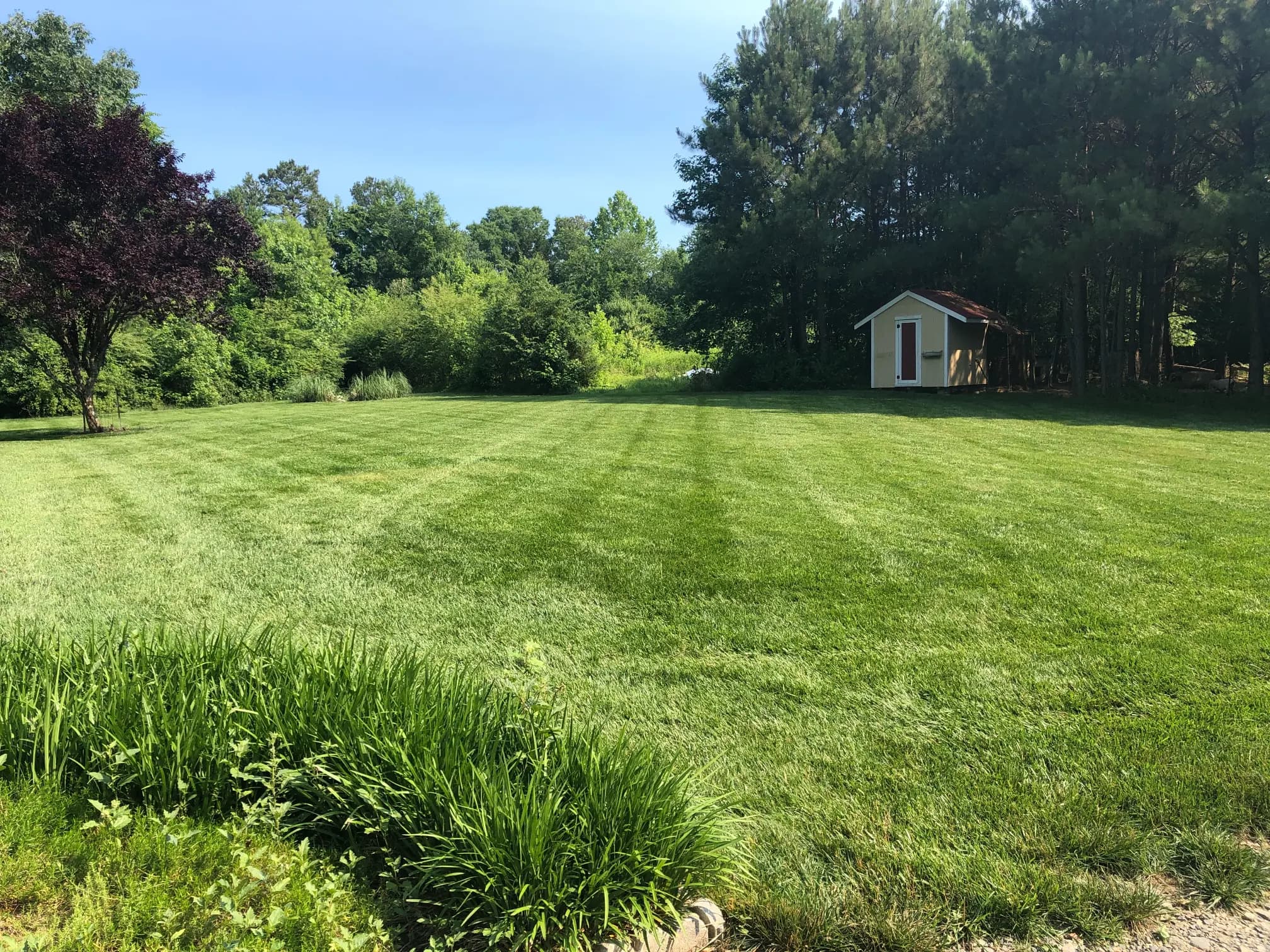 A Richmond VA lawn with thinning and patchy areas being diagnosed