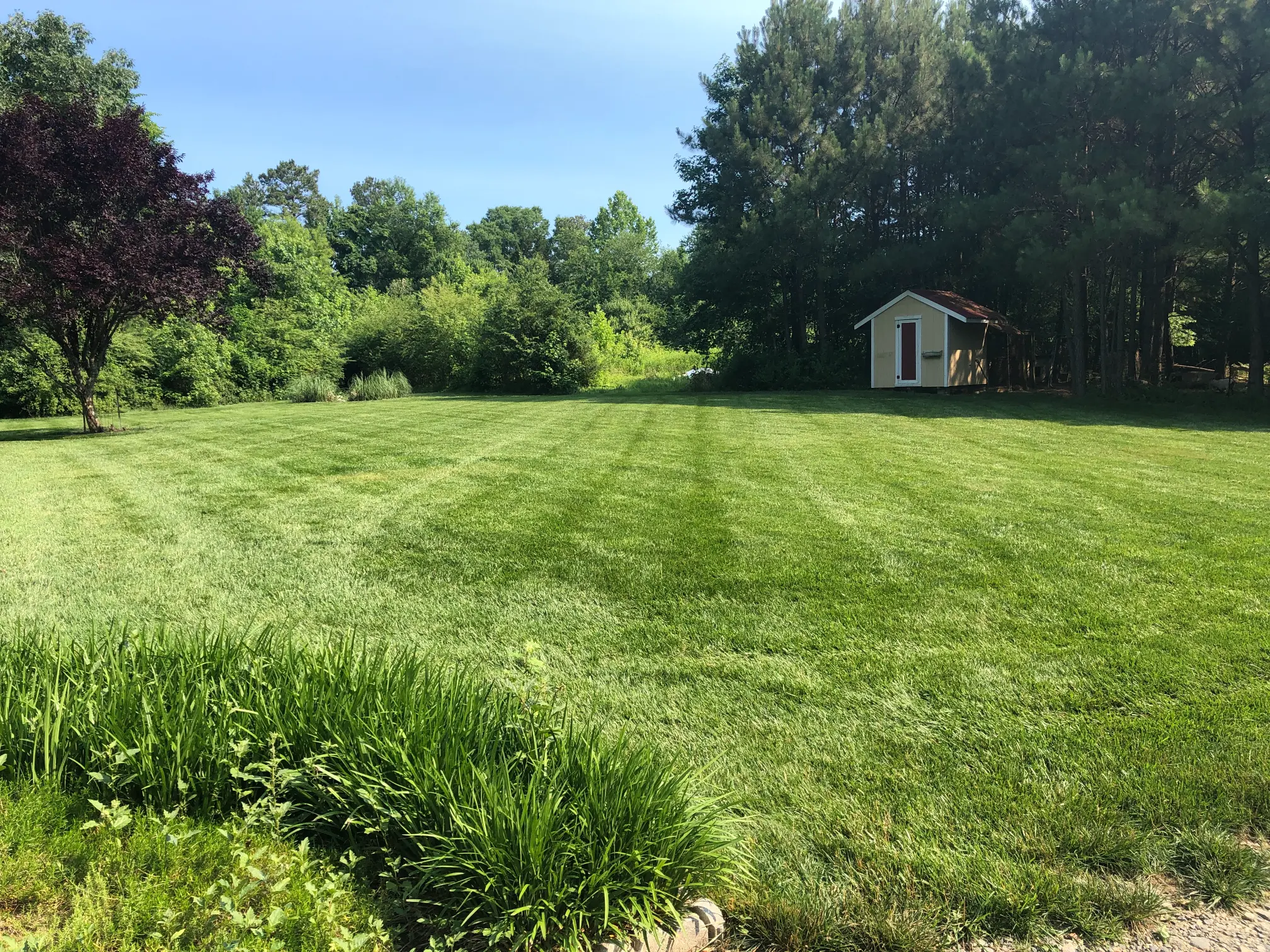Professional lawn aeration and seeding service showing healthy grass growth