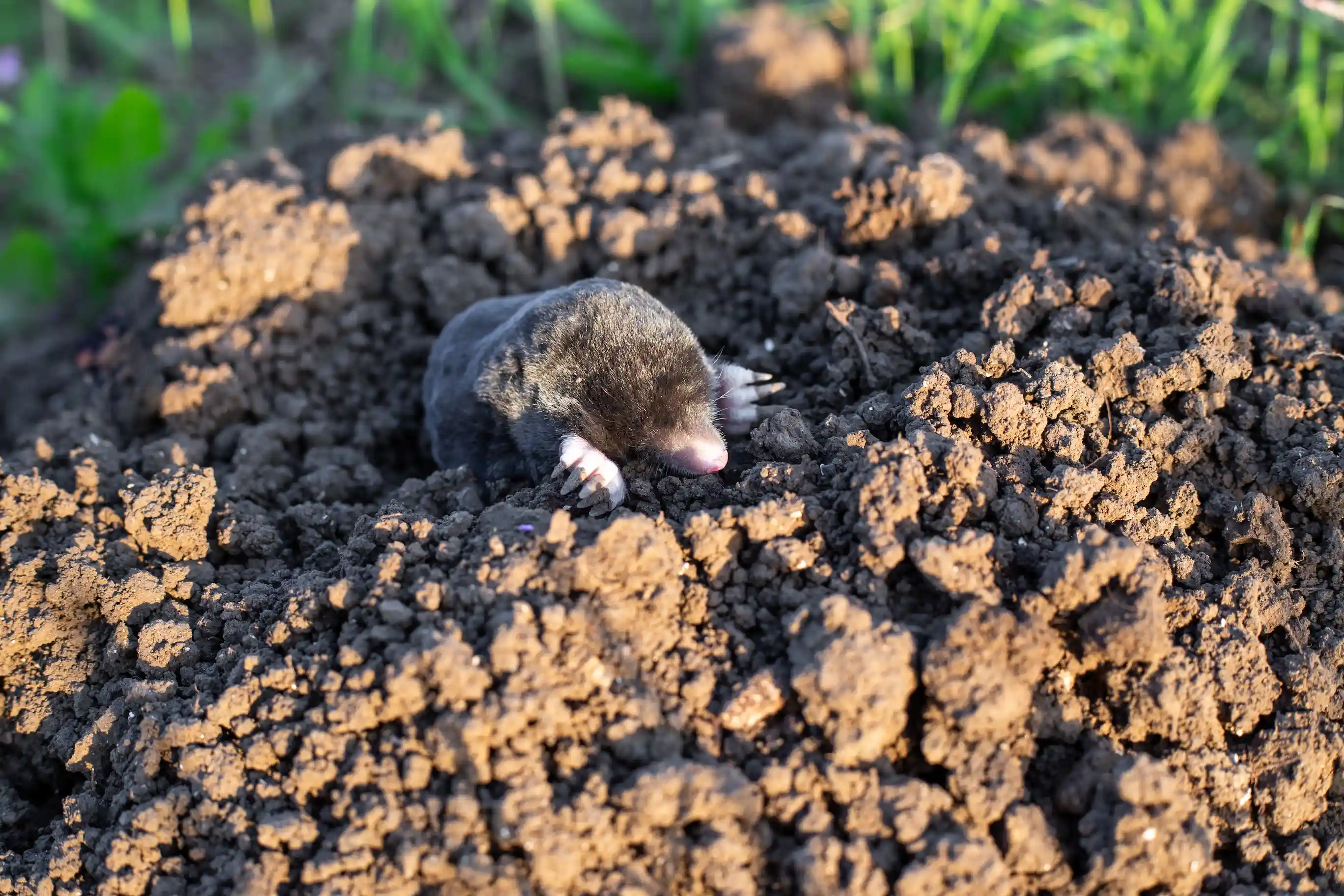 Mole Repellent Program for Richmond VA lawns