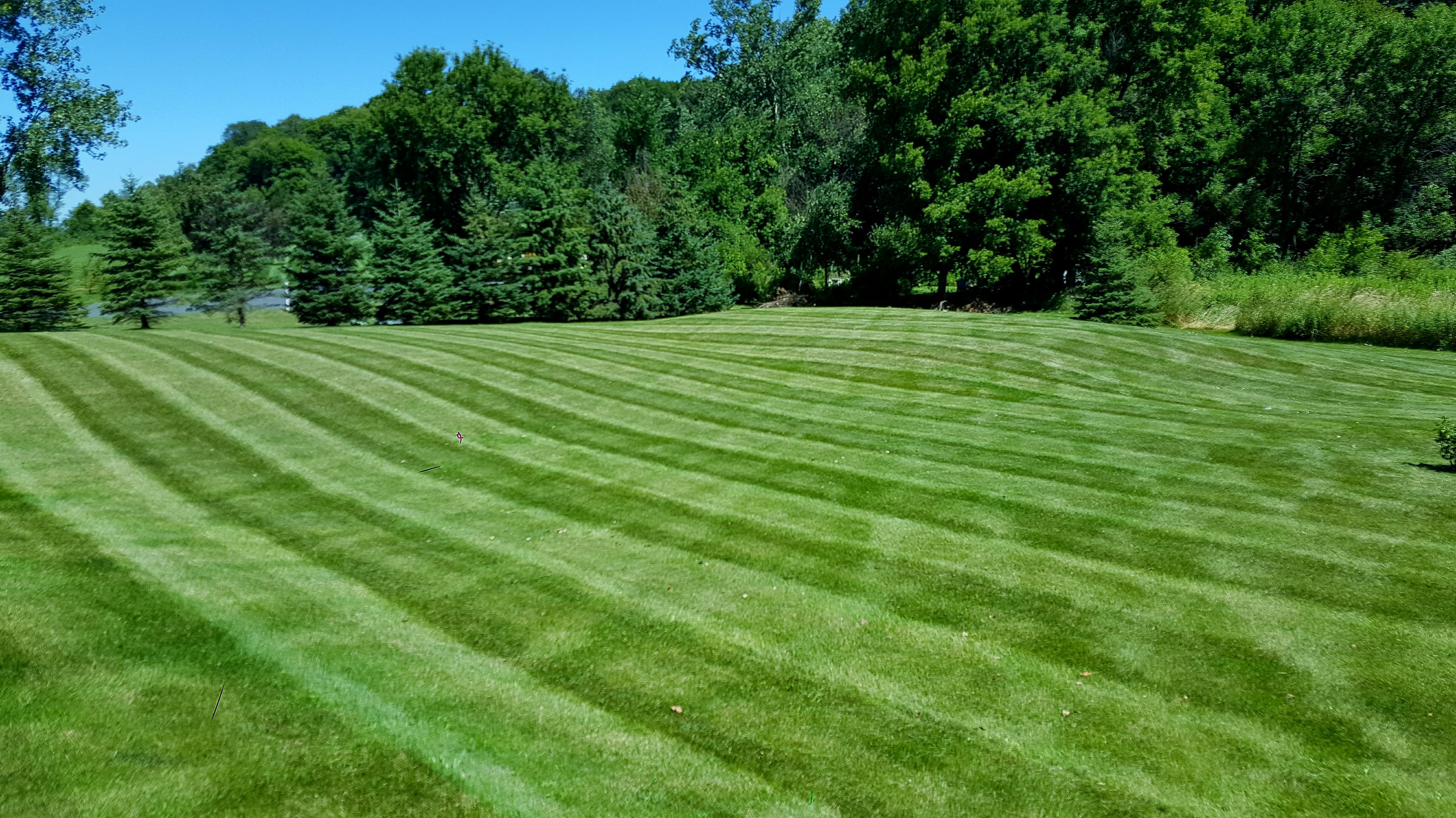 Shaded lawn area beneath trees — typical conditions where moss establishes in Richmond VA