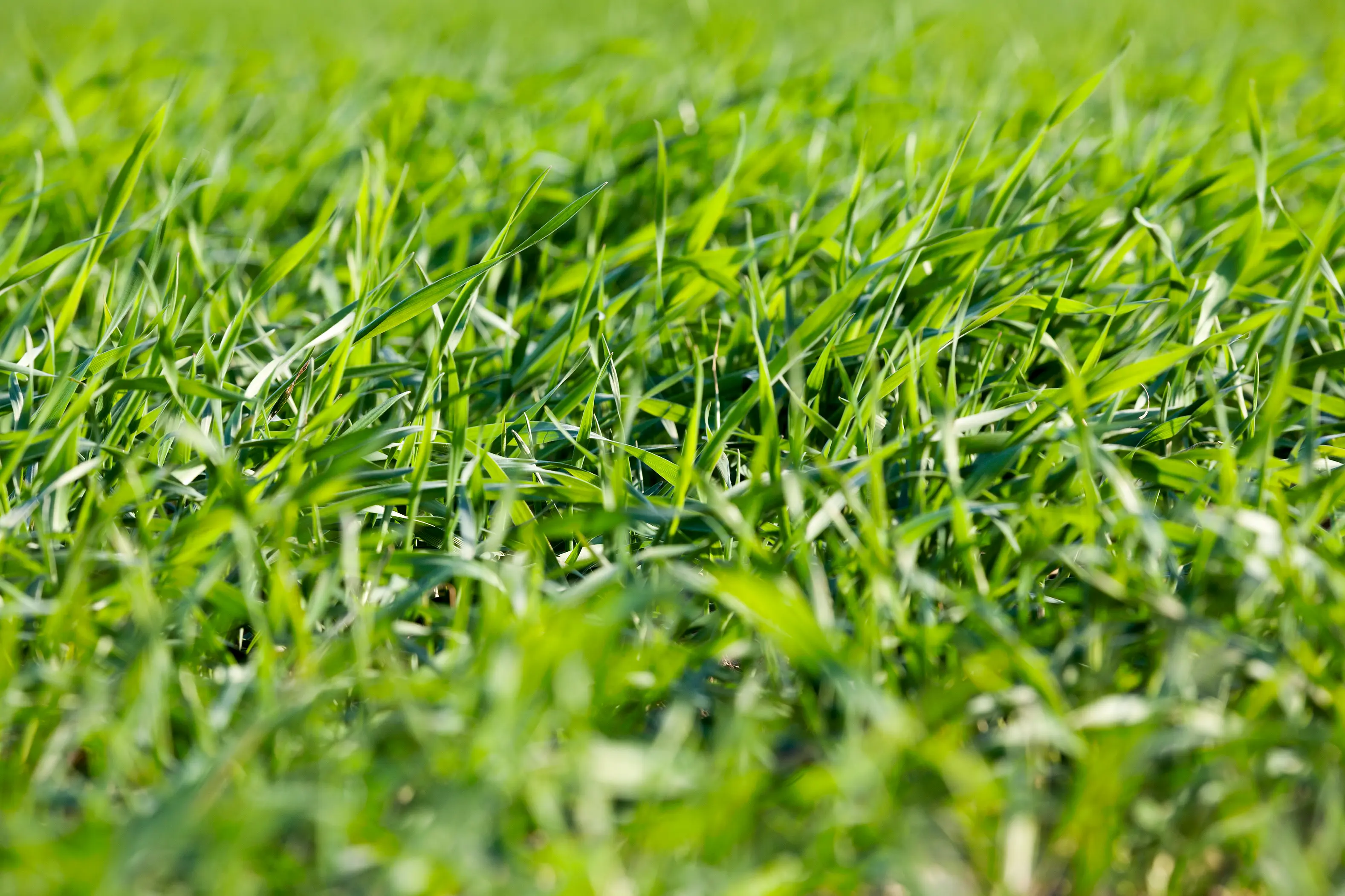 Young grass plants background